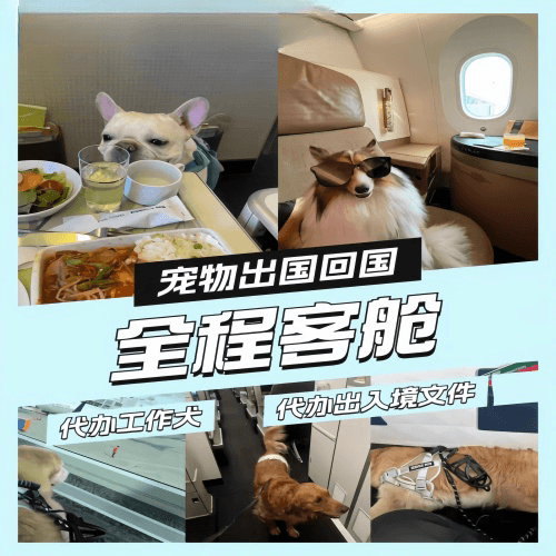 平凉市宠物托运到白俄罗斯宠物入境规定和要求
